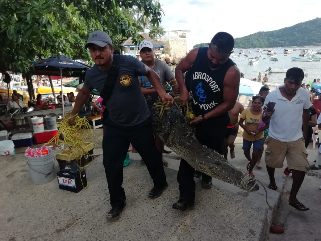 Capturan cocodrilo que merodeba en Pie de la Cuesta