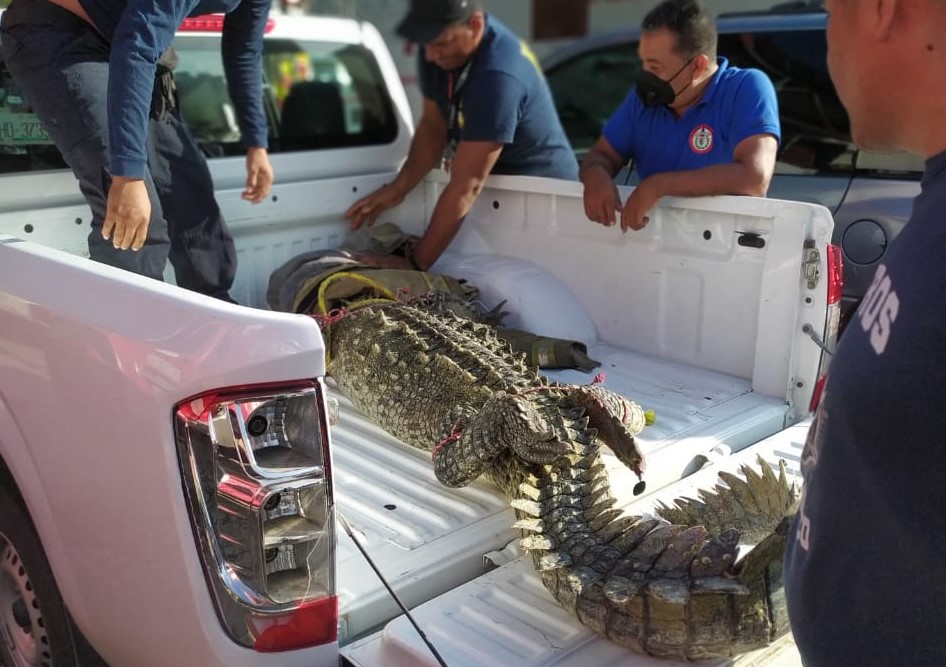 Trasladan cocodrilo atrapado en Pie de la Cuesta a UMA de la Profepa