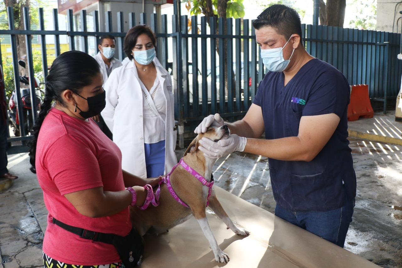 Reactiva Acapulco campaña de esterilización, vacunación y desparacitación de perros y gatos