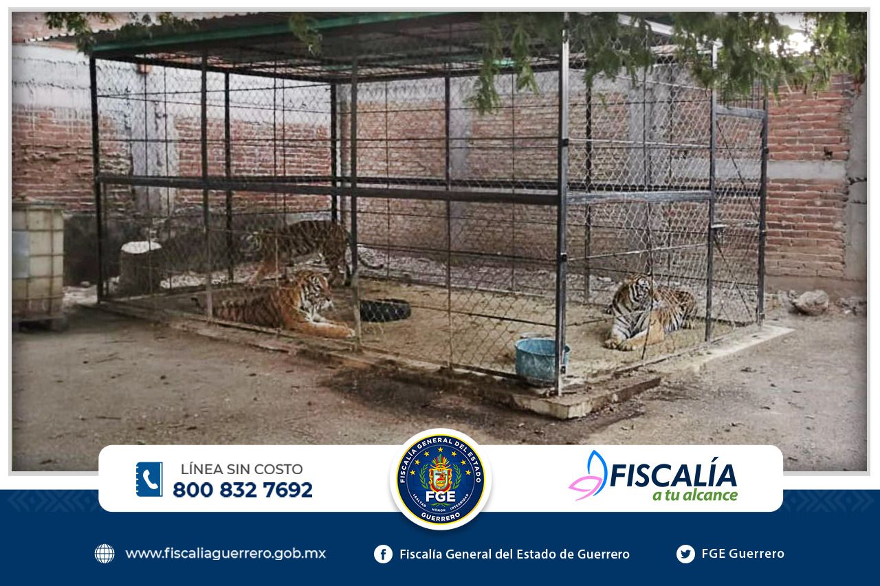 En operativo en Quechultenango encontraron: hierba, autos, arma… ¡y tres tigres!