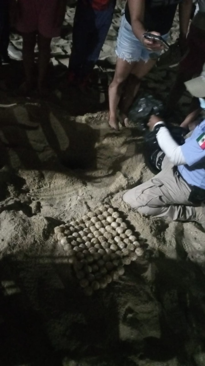 Rescatan 465 huevos de tortuga en Acapulco