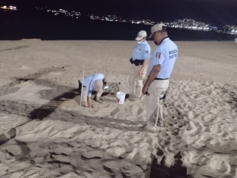 Rescata Acapulco más de 3 mil huevos de tortuga en los últimos días