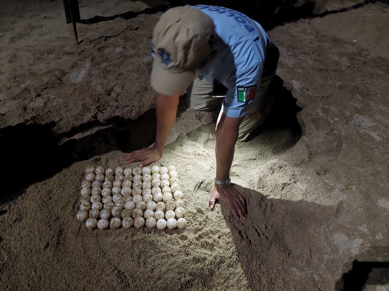 Recolecta Policía Turística más de 3,500 huevos de tortuga