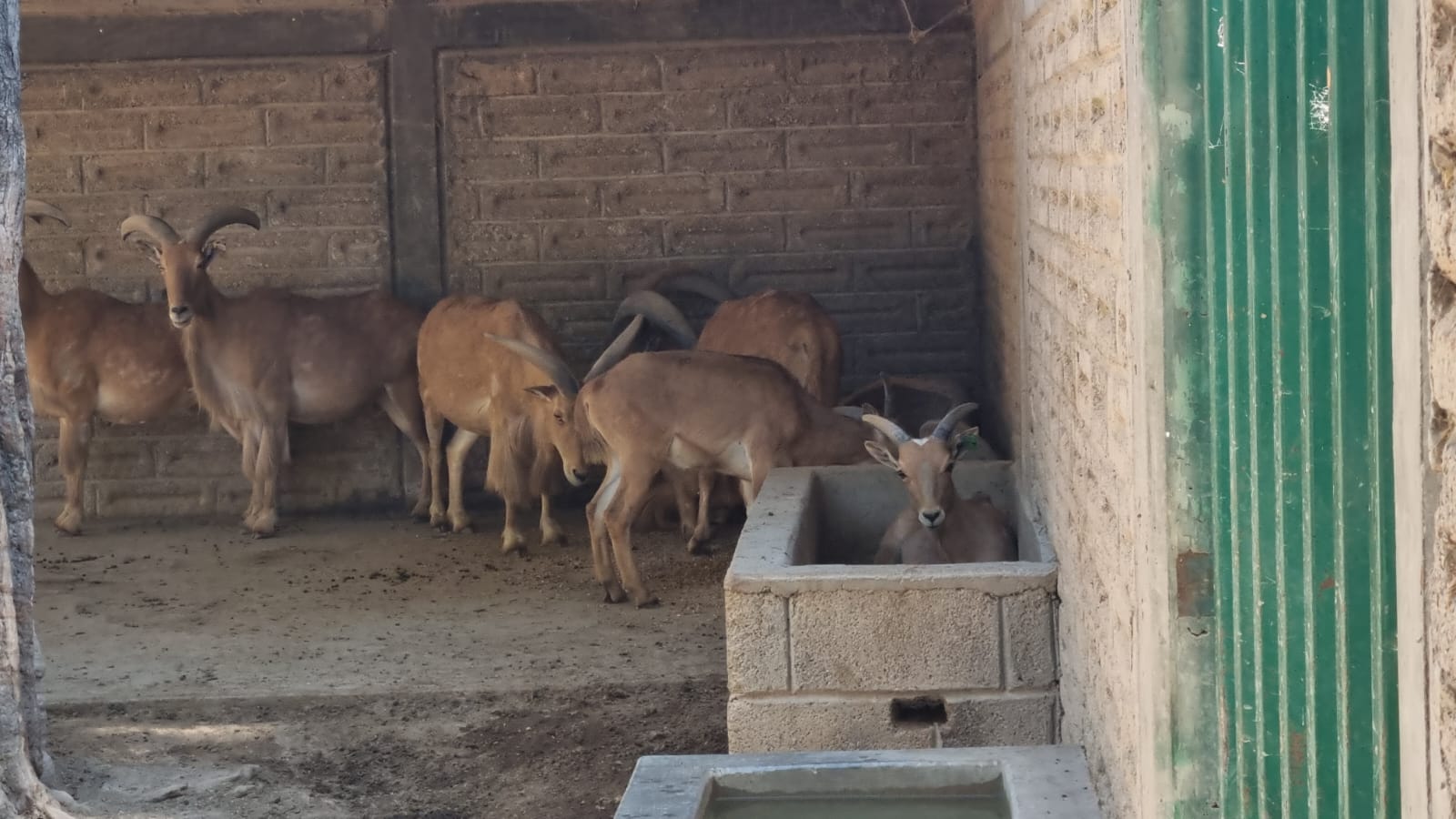 Investigan desaparición de animales en Zoochilpan