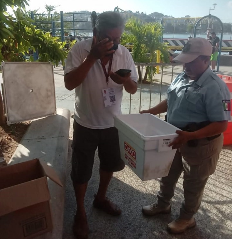 Dejan cría de gaviota en hotel de Acapulco