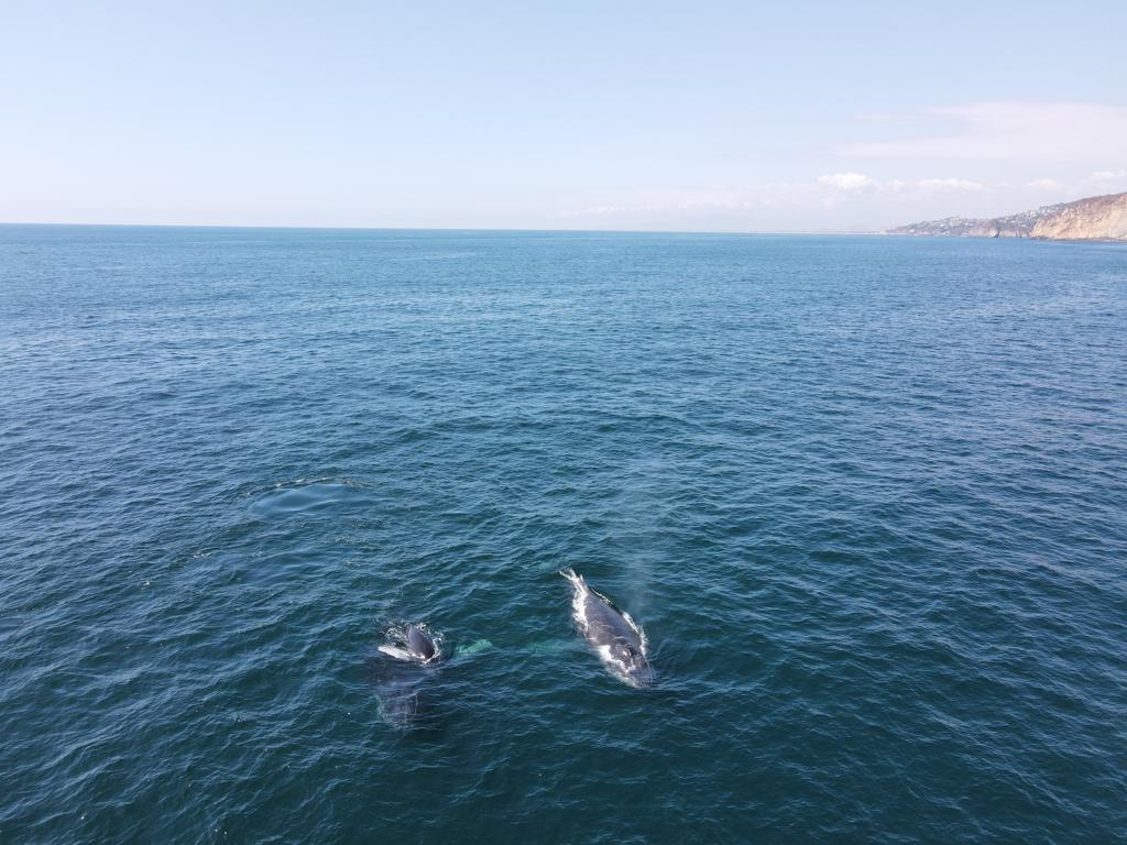 Piden en Acapulco respetar a ballenas que aparecen en la bahía