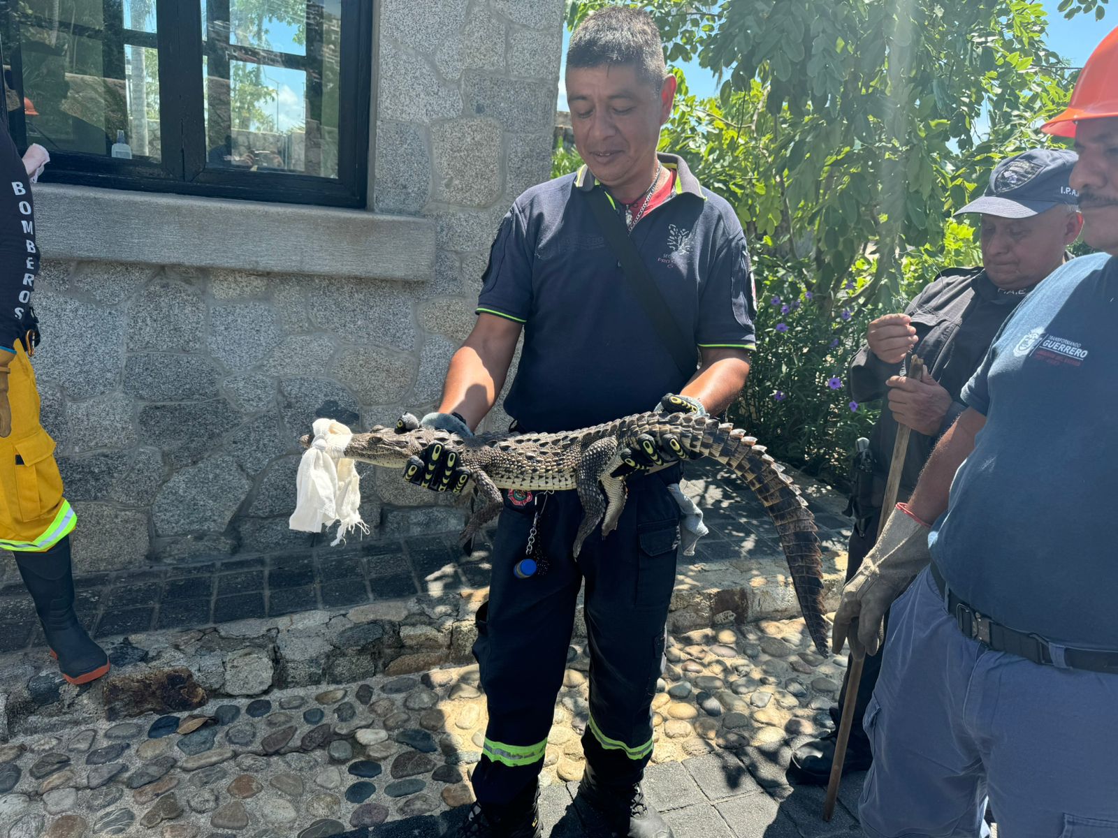 Despliega Gobierno de Guerrero operativo en Acapulco para atrapar cocodrilos