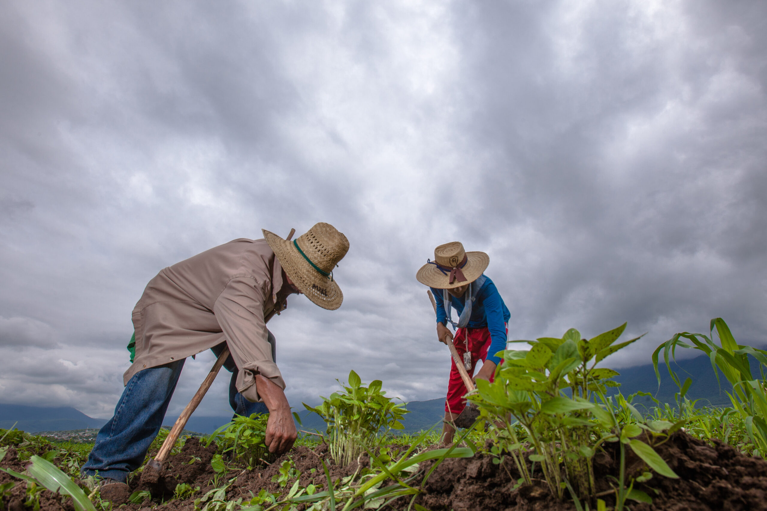 Los planes y programas de apoyo al campo, sin resultados
