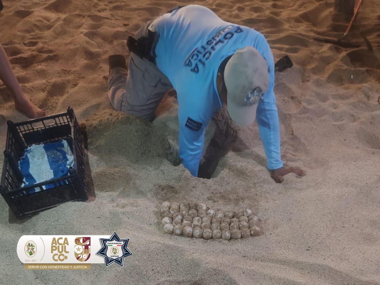 Resguarda SSP Acapulco más de 260 huevos de tortuga tras operativo